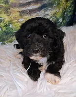 Yisadora - Micro Doodle Doodle, a female Double Doodle for sale in Holden, MO – 2 of 4