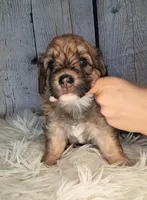 Stewy Lewy - Mini St Berdoodle , a male Saint Berdoodle for sale in Holden, MO – 3 of 6