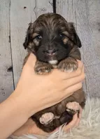 Sergeant Stubs - Mini St Berdoodle , a male Saint Berdoodle for sale in Holden, MO – 5 of 7