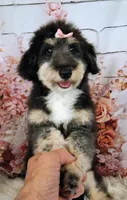Paulette Micro F1 Sheltidoodle, a female Shetland Sheepdog and Poodle - Miniature  for sale in Holden, MO – 5 of 9