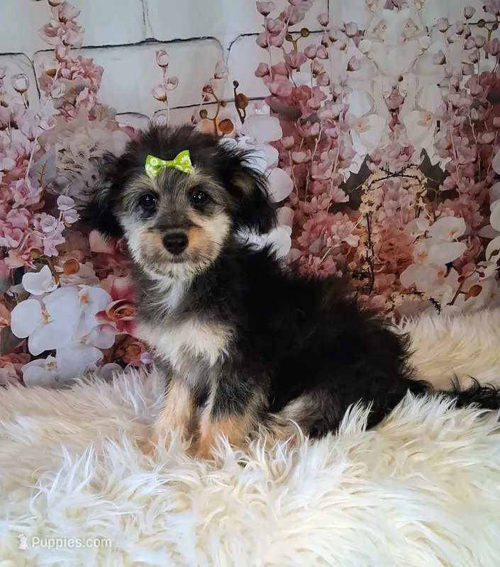 Rina – Shetland Sheepdog, Poodle - Miniature  puppy for sale in Holden, MO