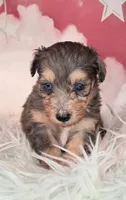 Piper💛Petite Sheltidoodle , a female Shetland Sheepdog and Poodle - Miniature  for sale in Holden, MO – 4 of 6