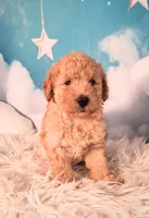 Maynard💚Petite Double Doodle, a male Miniature Goldendoodle for sale in Holden, MO – 8 of 8