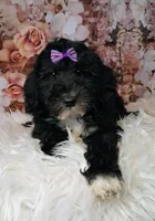 Yisadora - Micro Double Doodle, a female Double Doodle for sale in Holden, MO – 3 of 6