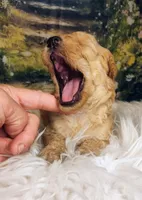 Maynard - Petite Double Doodle, a male Miniature Goldendoodle for sale in Holden, MO – 4 of 5