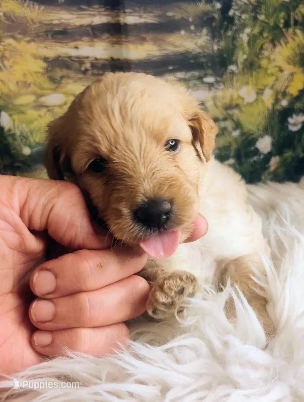 Mia - Petite Double Doodle – Miniature Goldendoodle puppy for sale in Holden, MO