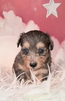 Piper💛Petite Sheltidoodle , a female Shetland Sheepdog and Poodle - Miniature  for sale in Holden, MO – 5 of 6