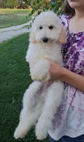 Yukon- Micro Double Doodle, a male Double Doodle for sale in Holden, MO – 7 of 8