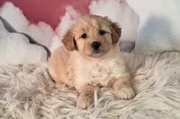 Mia💗Petite Double Doodle, a female Miniature Goldendoodle for sale in Holden, MO – 6 of 8