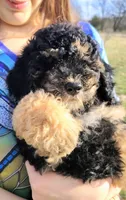 Lobelia , a female Saint Berdoodle for sale in Holden, MO – Photo 1 of 8