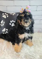 Lobelia , a female Saint Berdoodle for sale in Holden, MO – Photo 5 of 8