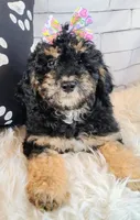 Lobelia , a female Saint Berdoodle for sale in Holden, MO – Photo 7 of 8