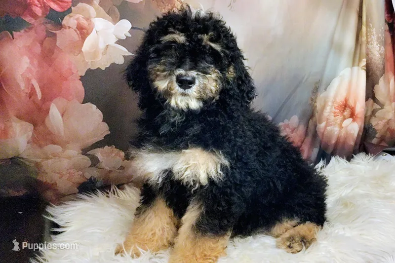 Lobelia  Mini Saint Berdoodle – Saint Berdoodle puppy for sale in Holden, MO