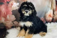 Lobelia  Mini Saint Berdoodle, a female Saint Berdoodle for sale in Holden, MO – Photo 1 of 4
