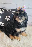 Lobelia , a female Saint Berdoodle for sale in Holden, MO – Photo 4 of 8