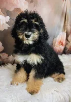 Lobelia  Mini Saint Berdoodle, a female Saint Berdoodle for sale in Holden, MO – Photo 4 of 4