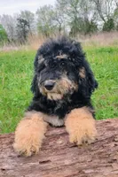Lobelia  Mini Saint Berdoodle, a female Saint Berdoodle for sale in Holden, MO – Photo 2 of 4