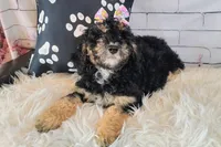 Lobelia , a female Saint Berdoodle for sale in Holden, MO – Photo 2 of 8
