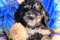 Lobelia , a female Saint Berdoodle for sale in Holden, MO – Photo 6 of 8