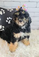 Lobelia , a female Saint Berdoodle for sale in Holden, MO – Photo 3 of 8