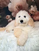 Yukon- Micro Double Doodle, a male Double Doodle for sale in Holden, MO – 4 of 8