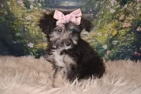 Raya, a female Shetland Sheepdog and Poodle - Miniature  for sale in Holden, MO – 6 of 6