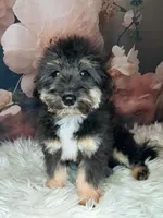 Rocky F1 Toy Sheltidoodle, a male Shetland Sheepdog and Poodle - Miniature  for sale in Holden, MO – 3 of 7