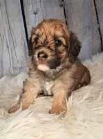 Stewy Lewy - Mini St Berdoodle , a male Saint Berdoodle for sale in Holden, MO – 4 of 6