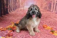Stanley Manley💙Mini St Berdoodle , a male Saint Berdoodle for sale in Holden, MO – 3 of 9