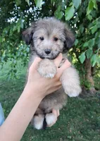 Whisper Toy Sheltidoodle , a female Shetland Sheepdog and Poodle - Miniature  for sale in Holden, MO – 4 of 7