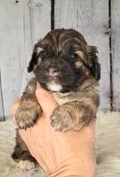 Sergeant Stubs - Mini St Berdoodle , a male Saint Berdoodle for sale in Holden, MO – 6 of 7