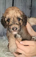 Stewy Lewy - Mini St Berdoodle , a male Saint Berdoodle for sale in Holden, MO – 6 of 6
