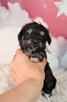 Penelope💗 Petite Sheltidoodle , a female Shetland Sheepdog and Poodle - Miniature  for sale in Holden, MO – 7 of 7