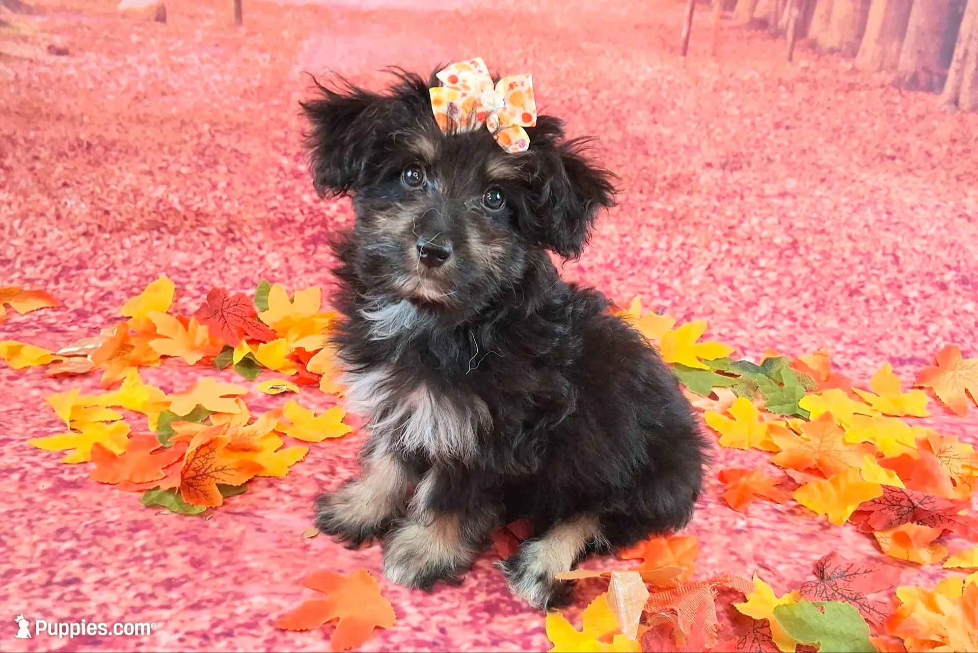 Penelope💗 Petite Sheltidoodle , a female Shetland Sheepdog and Poodle - Miniature  for sale in Holden, MO – 3 of 9
