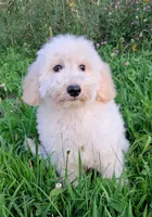 Yukon- Micro Double Doodle, a male Double Doodle for sale in Holden, MO – 6 of 8
