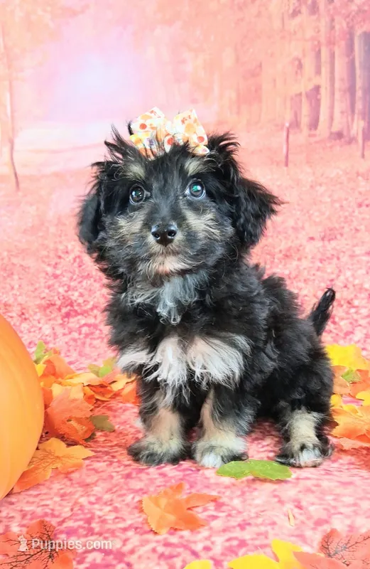 Penelope💗 Petite Sheltidoodle  – Shetland Sheepdog, Poodle - Miniature  puppy for sale in Holden, MO