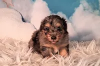 Perci💚 Petite Sheltidoodle , a male Shetland Sheepdog and Poodle - Miniature  for sale in Holden, MO – 4 of 8