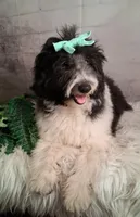 Whimsy💗Micro Sheltie X Poodle, a female Shetland Sheepdog for sale in Holden, MO – 8 of 10