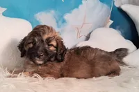 Stanley Manley💙Mini St Berdoodle , a male Saint Berdoodle for sale in Holden, MO – 7 of 7