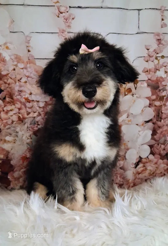 Paulette Micro F1 Sheltidoodle – Shetland Sheepdog, Poodle - Miniature  puppy for sale in Holden, MO
