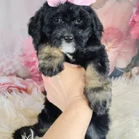 Arwen- F1b Micro Mini, a female Saint Berdoodle for sale in Holden, MO – Photo 4 of 10