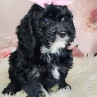 Arwen- F1b Micro Mini, a female Saint Berdoodle for sale in Holden, MO – Photo 7 of 10