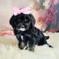 Arwen- F1b Micro Mini, a female Saint Berdoodle for sale in Holden, MO – Photo 6 of 10