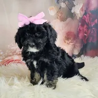 Arwen- F1b Micro Mini, a female Saint Berdoodle for sale in Holden, MO – Photo 10 of 10