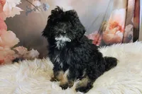 Arwen- F1b Micro Mini Saint Berdoodle , a female Saint Berdoodle for sale in Holden, MO – Photo 1 of 4