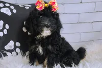 Arwen- F1b Micro Mini, a female Saint Berdoodle for sale in Holden, MO – Photo 2 of 10