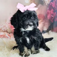 Arwen- F1b Micro Mini, a female Saint Berdoodle for sale in Holden, MO – Photo 5 of 10