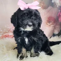 Arwen- F1b Micro Mini, a female Saint Berdoodle for sale in Holden, MO – Photo 8 of 10