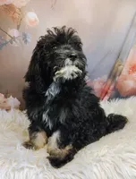 Arwen- F1b Micro Mini Saint Berdoodle , a female Saint Berdoodle for sale in Holden, MO – Photo 2 of 4