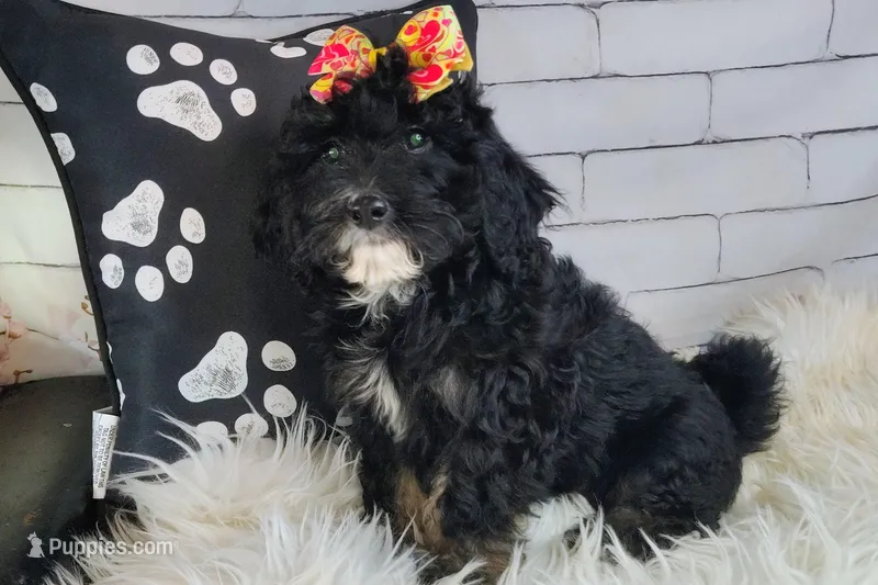 Arwen- F1b Micro Mini – Saint Berdoodle puppy for sale in Holden, MO